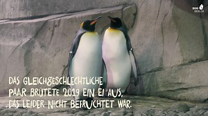 45K views · 5.1K reactions | Zum heutigen Ehrentag der Pinguine  haben wir für euch die vier Pinguinarten besucht, die im Zoo Berlin leben. Im Video erfahrt ihr mehr zu den tapsigen Frackträgern. Wusstet ihr, dass man die Pinguine im Zoo Berlin exklusiv besuchen kann? Einen Link für mehr Infos findet ihr in den Kommentaren. | Zoo Berlin | Facebook