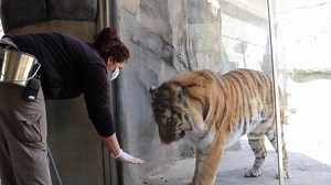 28K views · 1.4K reactions | See a new side of Maxim — his belly!  Watch our 7-yr-old tiger sit, lay down, open his mouth & roll over, all for delicious meaty treats from Keeper Jill. Training sessions help strengthen the bonds between our keepers & animals while also serving as practice for vet checks. #BringingTheZooToYou #ClosedButStillCaring | Indianapolis Zoo | Facebook