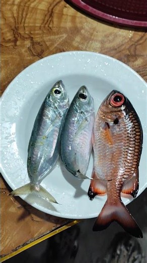 Fish on Big-eye scad and Red Bigeye. #trending #ajing #shortvideo #short #fishing