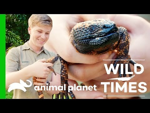 Gorgeous Giraffes and Venomous Gila Monsters! | Wild Times