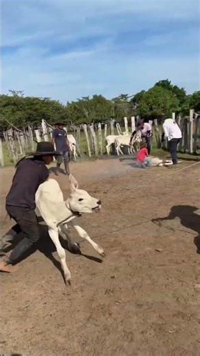 Cowboys Herding Cattle in Action 🤠 | Real Ranch Life & Livestock Control #cattlefarm #countrylife