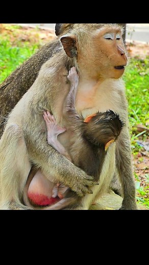 5.4K views · 169 reactions | Ma ma and me - monkey love 殺 #InHerArms #motherhood #comfortzone #CuddlesWithMom #MonkeyLife | Monkey Moments 101 | Facebook