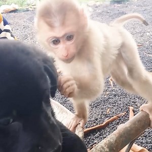 Baby Monkey Meets Cute Dog - Very Funny And Very Very Cute #monkey #Lovely_Monkeys #Cute_Monkey #Funny_Monkeys | Mona