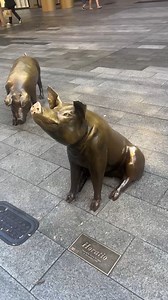 We were squealing with delight this morning watching our favourite pigs have an oinkcredible time on the Mall! Did you see this iconic quartet having their day out today? | Rundle Mall