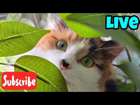 Happy Caturday - Live Stream