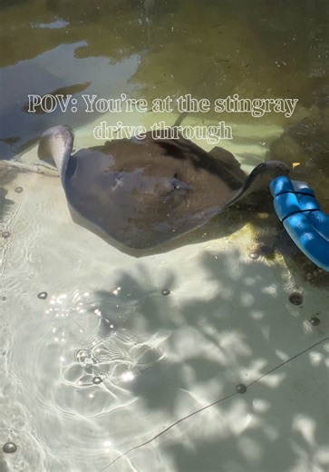 Have you ever seen our stingray feeding? Our stingrays are conditioned to swim up onto this feeding ramp in order to get a full body visual on each individual everyday. Not only does it make feeding more organized and resemble a drive through lane but it’s an important part of their daily husbandry! 😄 #animals #stingray #floridakeys #TheateroftheSea