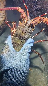 Diving to catch sea animals on the bottom sea. #diving #crab #catchthesea #seafood #seaside #fish | SEANG