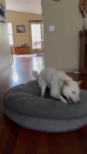 Finn the Floor Surfer