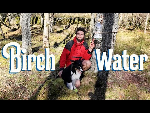How to Tap Birch Sap | Making Birch Gin, Birch Syrup & Toffee / Folk History & Benefits