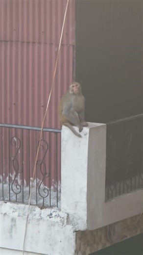 Monkey fun #funpost #monkeysr #monkeycomedy #animals #animals #cute #monkeyvideos #monkeyvideos