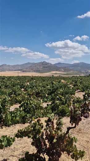 Jo Swartland (@swartlandwineandolives)’s videos with original sound - Jo Swartland