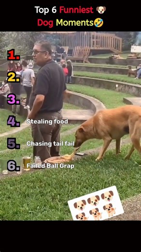 " Top 6 EPIC Dog Fails That'll Have You Rolling!