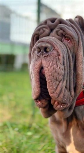 This is one of the most powerful dog breeds in the world 🌍Watch till the end 🔥Subscribe