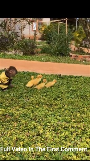 So funny and cute! Mother duck prevents Bon monkey from playing with ducklings | Monkey history 2024