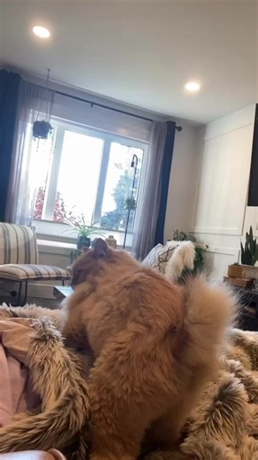 #twerk #twerkformechallenge #cat #catsoftiktok #kitty #kitten #fyp #catsoftiktok #orangecat #funny #funnycat #cat #PetsOfTikTok | Rex2 Paws | Facebook
