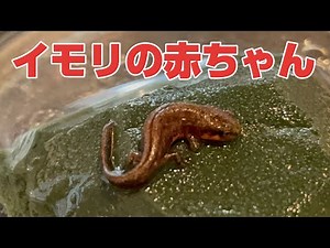 アカハライモリの幼生が上陸しました