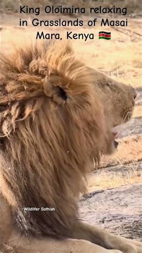 our Rongai king Oloimina relaxing in Grasslands of Masai Mara National Reserve, Kenya 🇰🇪