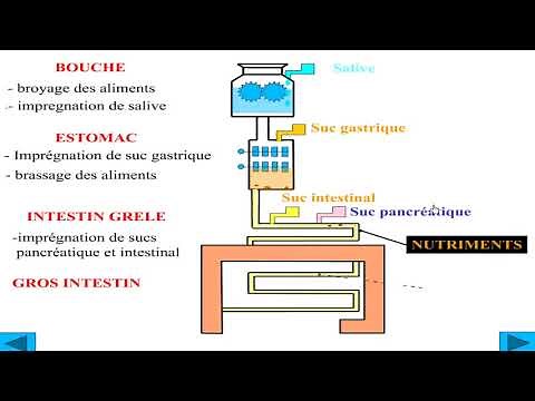 les fonctions de nutrition : la digestion des aliments