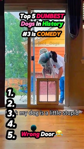 Ranking The DUMBEST Dog Moments EVER 😭🐶