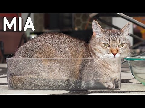 The Life Of Mia The Alpha Cat
