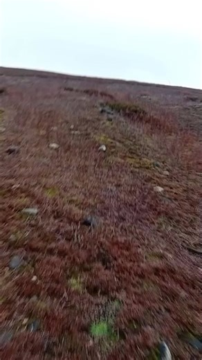 Alan Bishop on Reels