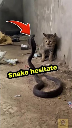 This Is Why Cats Win Against Snakes
