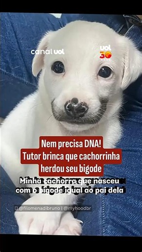 Nem precisa DNA! Tutor brinca que cachorrinha herdou seu bigode