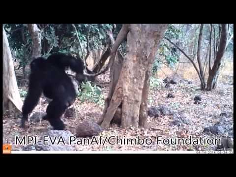Chimpanzee accumulative stone throwing