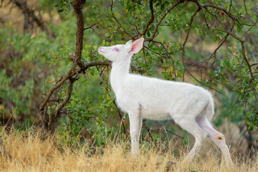 ‘Really magical': Rare snow-white fawn spotted in Bay Area park