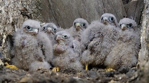 1M views · 61K reactions | When I return the rescued kestrel chicks to their nest, their siblings were very surprised. But dad Mr Kes barely broke his stride, he was too busy serving dinner to notice the extra mouths   Watch them on livestream: https://youtu.be/NYkUySSjJog | Robert E Fuller | Facebook