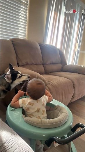 Adorable Dog and Little Girl Share Playful Bond || WooGlobe