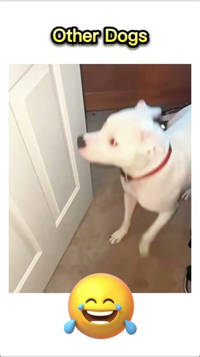 Giving My Dog A Bath Gone Wrong 😱 (Try Not To Laugh)