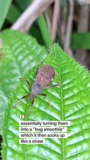 Reduviidae, the assassin bugs #quotes #nature #wisdom
