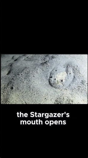 t's an electric, venomous landmine... that's also a fish. #oceanmonsters #venom