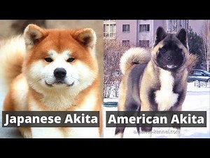 Japanese Akita vs American Akita | What's the Main Difference between the two?