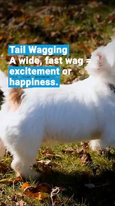 2.1K views · 76 reactions |  Unlock the secret language of dogs!...