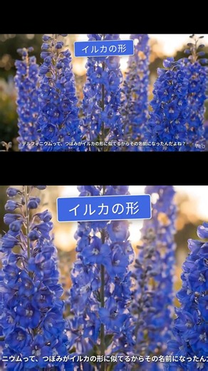 横浜花博の青い花が美しすぎる#横浜花博 #横浜グリーンエクスポ #GREENEXPO2027 #花博 #万博 #横浜#デルフィニウム #青い花 #紫の花 #初夏の花 #涼やか #水辺の景色