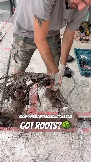 Root Intrusion In Drainage Systems - Pool Deck Drain Replacement Tampa