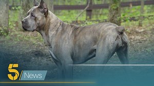 328K views · 1.4K reactions | Police say there's evidence Cane Corsos could be the new 'status dog'. They’re big powerful dogs who can weigh more than 7.5 stone and are known for their protective nature. Now, a group of breeders are working on a first-of-its kind initiative to try and license the dogs in the UK. Our Chief Correspondent Tessa Chapman went to meet the people hoping to keep us, as well as the dogs, safe. #dog #corso #xlbully | Channel 5 News | Facebook