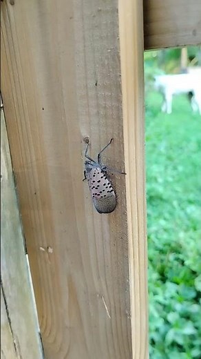 Spotted Lantern Fly identification