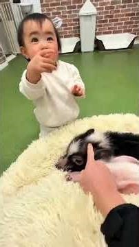 Baby meets micro pig #pig