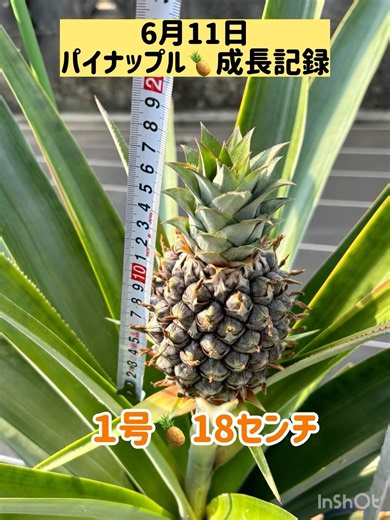 #再生栽培 #家庭菜園 #パイナップル