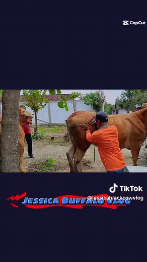 #cow #animals #meeting #crossmeeting #animalsbreading #breadinglovers