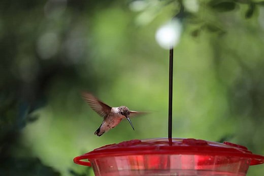 Where Do Hummingbirds Live? - Bird Feeder Hub