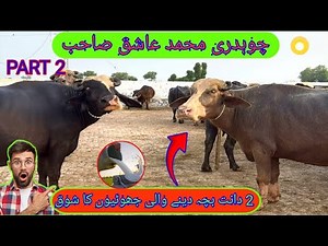 Choudry Aashiq Husain Dairy Farm { Buffalo Farming in Punjab } Nili Ravi Buffalo / Part 2 ….