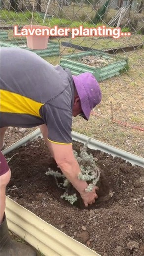 Planting lavender by the veggies 💜🌱 #lavender #gardening #growyourown #vegetablegarden #rurallife