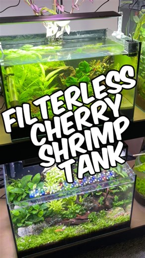 Here’s a quick update on my 6.6-gallon filterless cherry shrimp tank! This aquarium has been a fun little project because it runs without a filter, CO2, or fertilizers. Instead, the base layer of topsoil capped with gravel provides nutrients for the plants, and the shrimp do their part by grazing on algae, producing waste that naturally fertilizes the plants. It’s a simple system that shows how balance in a small aquarium can be achieved with the right setup. When I first set up this tank, it we