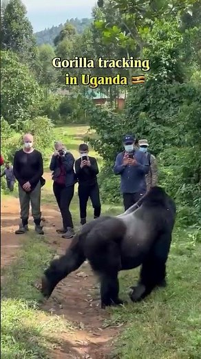 Gorilla Trekking in Uganda