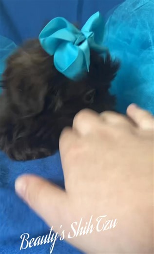 186K views · 10K reactions | What is sweeter than chocolate ? Our chocolate Shih Tzu “Woody”! Www.beautysshihtzu.com #shihtzulovers #puppymatch #beautysshihtzu #puppylove #shihtzuloves #shihtzus #lovewhatyoudo #shihtzupuppy #shih #shihtzuloversofinstagram #shihtzusgram #shihtzulovers_feature #shihtzumania #shihtzulove #shihtzusgram #shihtzulover2 #shihtzusofinstagram #shihtzulife #shihtzulovegram #shihtzu #shihtzunation | Beauty and the Beast Shih Tzu | Facebook