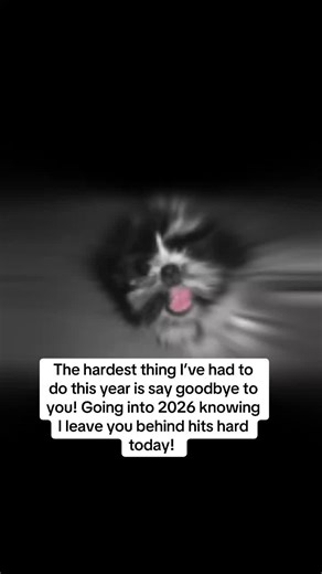 2025, the year I said goodbye to not just a dog, but my first baby. You were there through all the grief, the losses and never left my side. Here’s to a 2026, to navigate without you. #dogmom #doggrief #mybestfriend